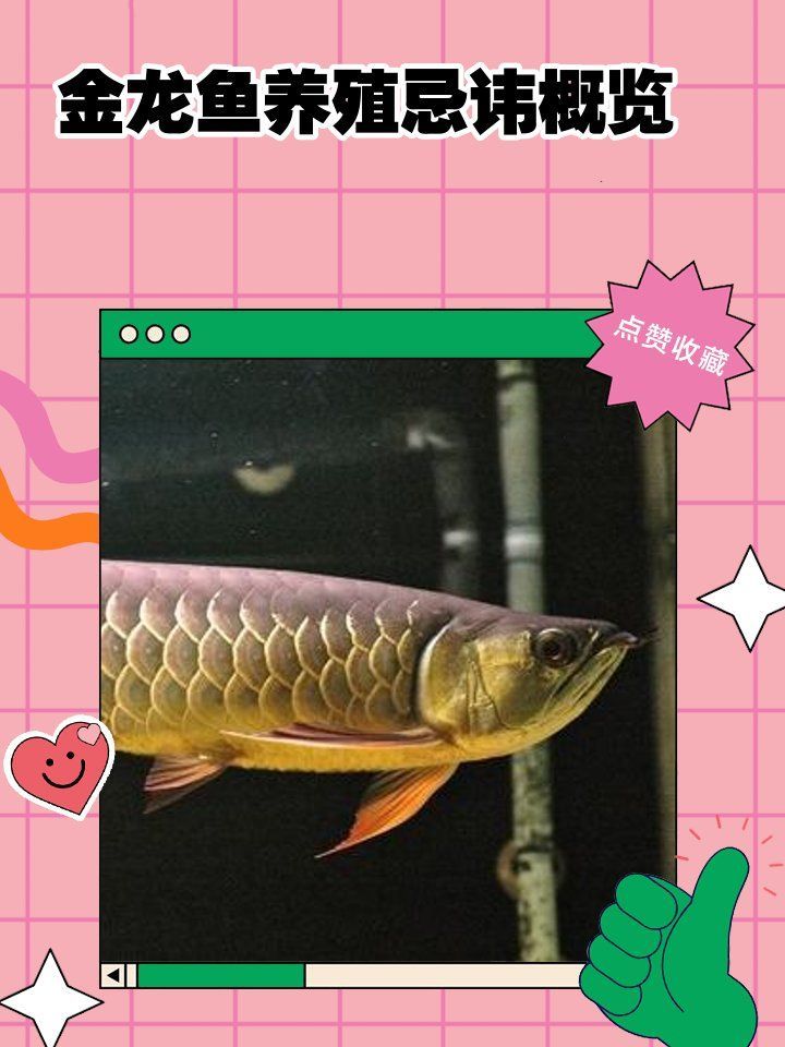 養(yǎng)金龍魚有哪些禁忌事項，養(yǎng)金龍魚養(yǎng)金龍魚有哪些禁忌，養(yǎng)金龍魚需要注意的事項 養(yǎng)金龍魚有哪些禁忌事項，養(yǎng)金龍魚養(yǎng)金龍魚有哪些禁忌，養(yǎng)金龍魚需要注意的事項 龍魚百科 第2張