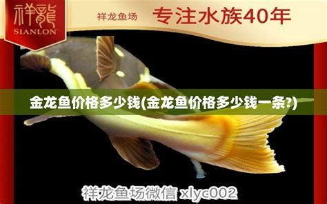 黃吉金龍（白子金龍魚），黃吉金龍魚是一種體型較大、色彩鮮艷的熱帶淡水觀賞魚