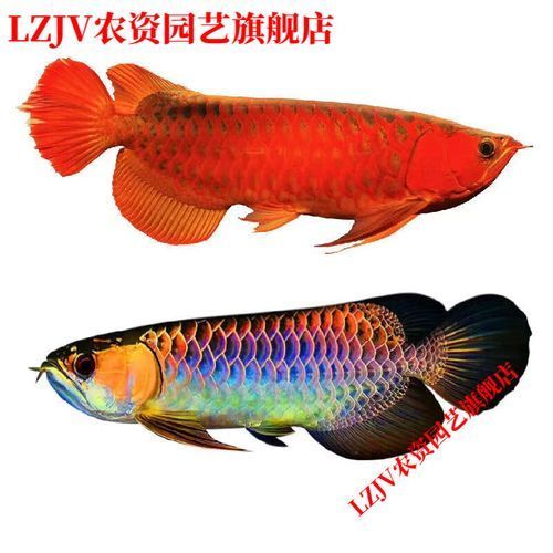有哪些仿品會冒充古典過背金龍，如何辨別古典過背金龍的真偽 有哪些仿品會冒充古典過背金龍，如何辨別古典過背金龍的真偽 龍魚百科 第3張