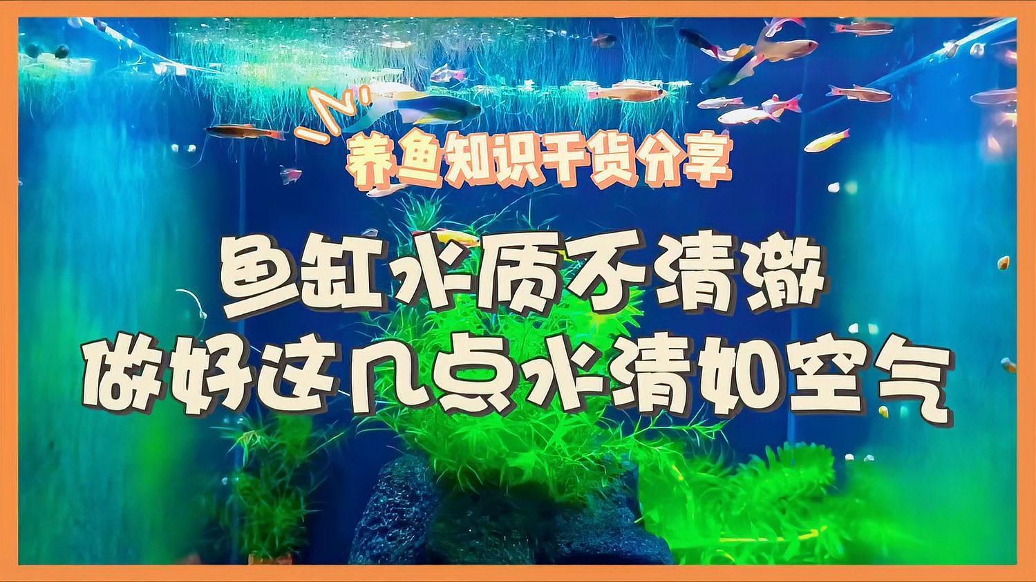 如何優(yōu)化魚(yú)缸水質(zhì)，優(yōu)化魚(yú)缸水質(zhì)是養(yǎng)魚(yú)過(guò)程中最關(guān)鍵的環(huán)節(jié)之一，如何優(yōu)化魚(yú)缸水質(zhì) 如何優(yōu)化魚(yú)缸水質(zhì)，優(yōu)化魚(yú)缸水質(zhì)是養(yǎng)魚(yú)過(guò)程中最關(guān)鍵的環(huán)節(jié)之一，如何優(yōu)化魚(yú)缸水質(zhì) 龍魚(yú)百科 第3張