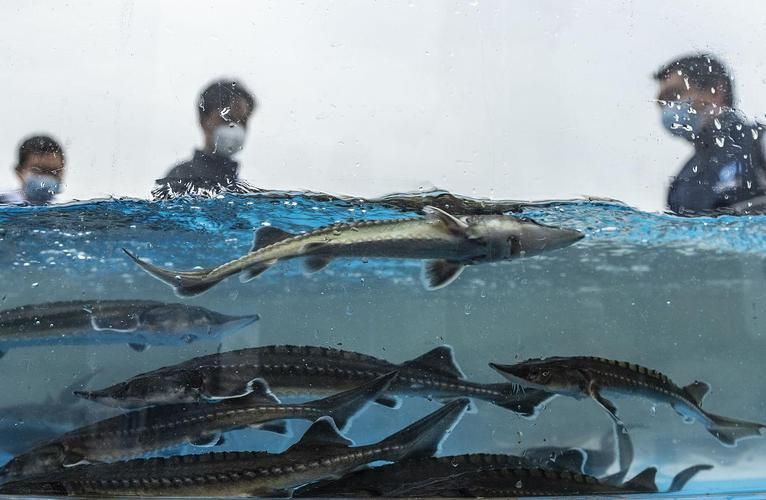 有哪些名貴魚種，關于名貴魚種的詳解 有哪些名貴魚種，關于名貴魚種的詳解 龍魚百科 第4張