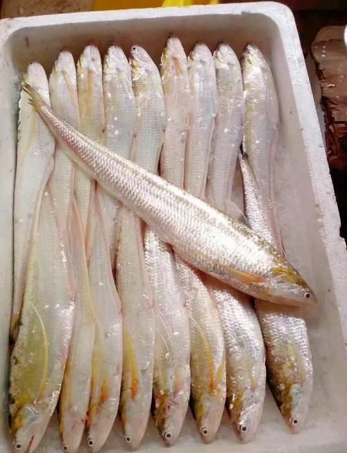 有哪些名貴魚種，關于名貴魚種的詳解 有哪些名貴魚種，關于名貴魚種的詳解 龍魚百科 第7張
