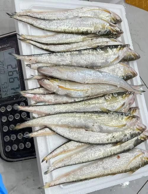有哪些名貴魚種，關于名貴魚種的詳解 有哪些名貴魚種，關于名貴魚種的詳解 龍魚百科 第10張