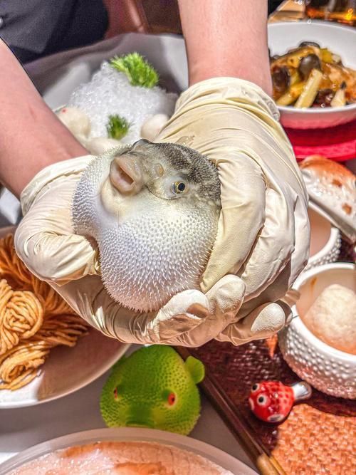有哪些名貴魚種，關于名貴魚種的詳解 有哪些名貴魚種，關于名貴魚種的詳解 龍魚百科 第17張