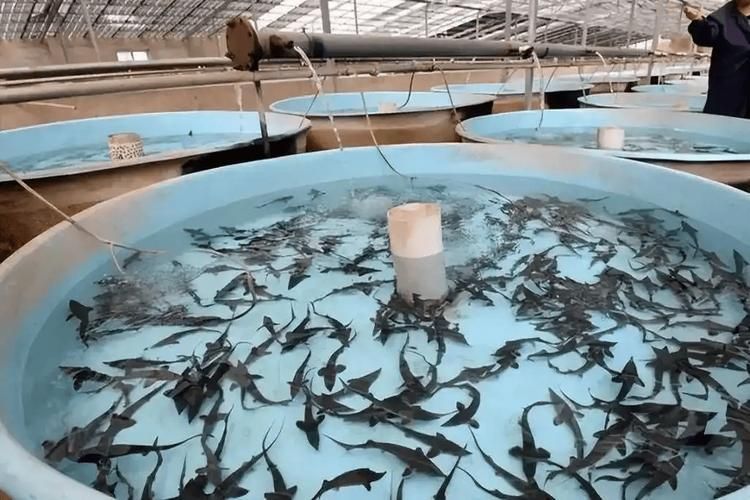 有哪些名貴魚種，關于名貴魚種的詳解 有哪些名貴魚種，關于名貴魚種的詳解 龍魚百科 第1張