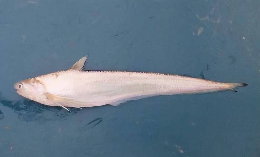有哪些名貴魚種，關于名貴魚種的詳解 有哪些名貴魚種，關于名貴魚種的詳解 龍魚百科 第9張