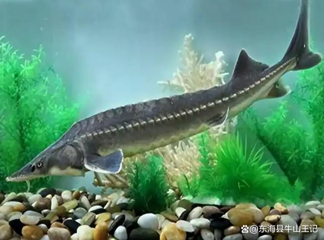 有哪些名貴魚種，關于名貴魚種的詳解 有哪些名貴魚種，關于名貴魚種的詳解 龍魚百科 第3張