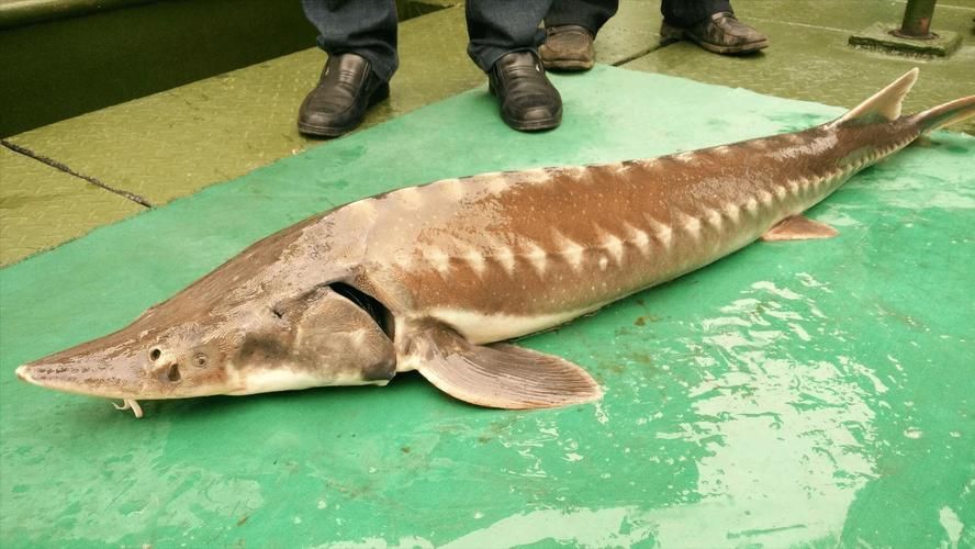 有哪些名貴魚種，關于名貴魚種的詳解 有哪些名貴魚種，關于名貴魚種的詳解 龍魚百科 第6張