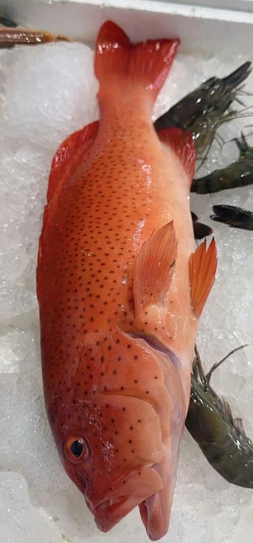 有哪些名貴魚種，關于名貴魚種的詳解 有哪些名貴魚種，關于名貴魚種的詳解 龍魚百科 第21張