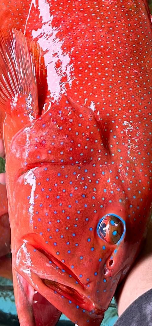 有哪些名貴魚種，關于名貴魚種的詳解 有哪些名貴魚種，關于名貴魚種的詳解 龍魚百科 第19張