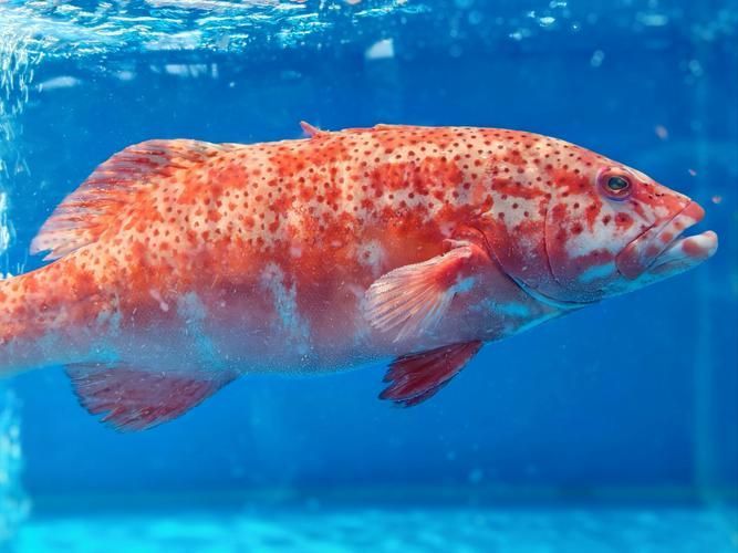 有哪些名貴魚種，關于名貴魚種的詳解 有哪些名貴魚種，關于名貴魚種的詳解 龍魚百科 第20張