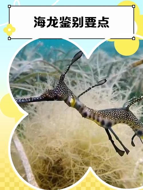 給我一些區分真假海龍魚的圖片，區分真假海龍魚的圖片和技巧 給我一些區分真假海龍魚的圖片，區分真假海龍魚的圖片和技巧 龍魚百科 第2張