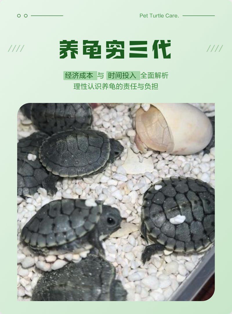 養(yǎng)龜窮三代什么意思，“養(yǎng)龜窮三代”成語提醒新手養(yǎng)龜成本清單，新手養(yǎng)龜成本清單 養(yǎng)龜窮三代什么意思，“養(yǎng)龜窮三代”成語提醒新手養(yǎng)龜成本清單，新手養(yǎng)龜成本清單 龍魚百科 第2張