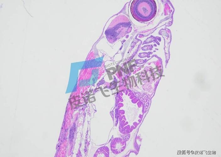 如何判斷朱巴利魚是否成熟？，arxiv論文助手arxiv論文助手可輔助獲取最新研究論文 如何判斷朱巴利魚是否成熟？，arxiv論文助手arxiv論文助手可輔助獲取最新研究論文 龍魚百科 第2張