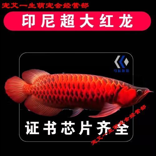 柳北龍魚的品種有哪些？，如何區分柳北龍魚和金龍魚？ 柳北龍魚的品種有哪些？，如何區分柳北龍魚和金龍魚？ 龍魚百科 第6張