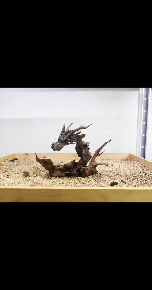 如何設置龍魚的缸？，如何設置龍魚缸設置龍魚缸設置龍魚缸設置的核心要求 如何設置龍魚的缸？，如何設置龍魚缸設置龍魚缸設置龍魚缸設置的核心要求 龍魚百科 第4張