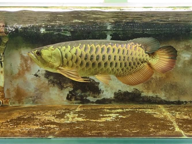 黃驊龍魚有哪些品種？ 黃驊龍魚有哪些品種？ 龍魚百科 第6張