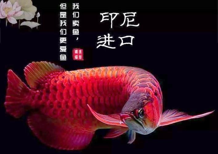 給我一張金龍魚和紅龍魚的對比圖,金龍魚和紅龍魚哪個更受歡迎金龍魚和紅龍魚哪個更受歡迎 龍魚百科 第8張 給我一張金龍魚和紅龍魚的對比圖,金龍魚和紅龍魚哪個更受歡迎金龍魚和紅龍魚哪個更受歡迎 給我一張金龍魚和紅龍魚的對比圖,金龍魚和紅龍魚哪個更受歡迎金龍魚和紅龍魚哪個更受歡迎 龍魚百科 第8張