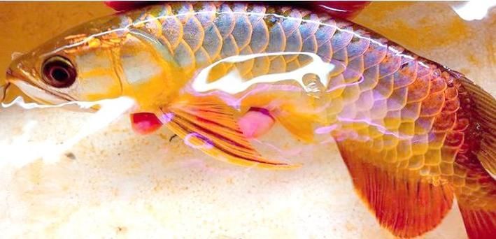 給我一張金龍魚和紅龍魚的對比圖,金龍魚和紅龍魚哪個更受歡迎金龍魚和紅龍魚哪個更受歡迎 龍魚百科 第3張 給我一張金龍魚和紅龍魚的對比圖,金龍魚和紅龍魚哪個更受歡迎金龍魚和紅龍魚哪個更受歡迎 給我一張金龍魚和紅龍魚的對比圖,金龍魚和紅龍魚哪個更受歡迎金龍魚和紅龍魚哪個更受歡迎 龍魚百科 第3張