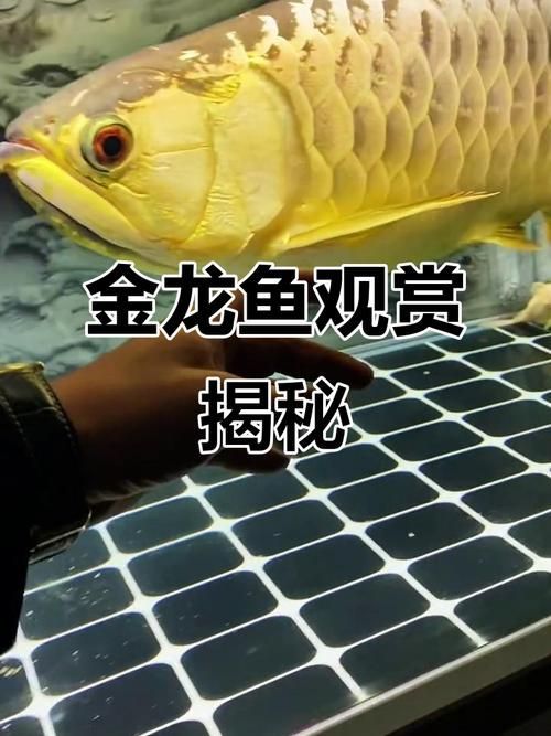 給我一張金龍魚和紅龍魚的對比圖,金龍魚和紅龍魚哪個更受歡迎金龍魚和紅龍魚哪個更受歡迎 龍魚百科 第6張 給我一張金龍魚和紅龍魚的對比圖,金龍魚和紅龍魚哪個更受歡迎金龍魚和紅龍魚哪個更受歡迎 給我一張金龍魚和紅龍魚的對比圖,金龍魚和紅龍魚哪個更受歡迎金龍魚和紅龍魚哪個更受歡迎 龍魚百科 第6張