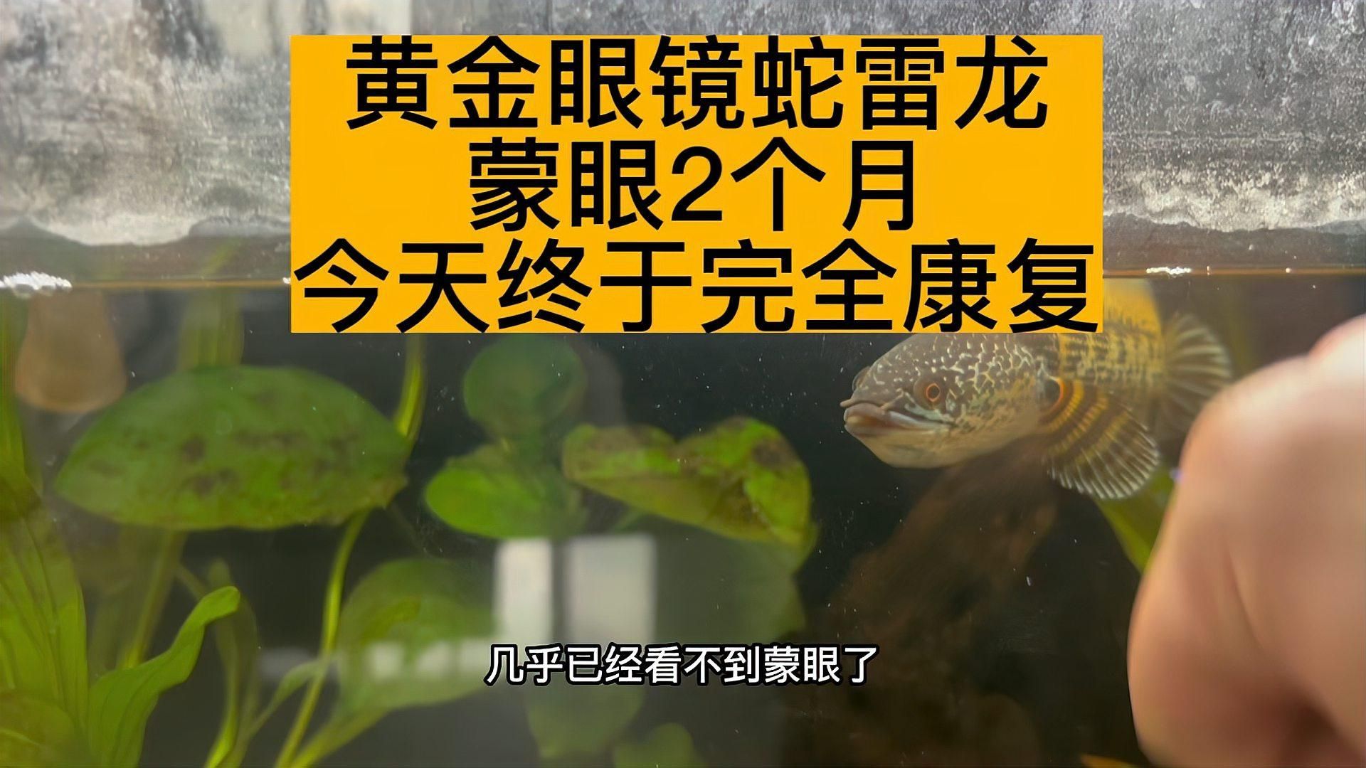 龍魚蒙眼癥多久會(huì)好，龍魚蒙眼癥的治療方法包括藥物治療和手術(shù)治療和手術(shù) 龍魚蒙眼癥多久會(huì)好，龍魚蒙眼癥的治療方法包括藥物治療和手術(shù)治療和手術(shù) 龍魚百科 第3張