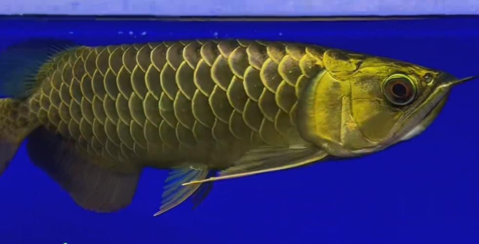 祥龍魚場與金龍魚有何合作？，祥龍魚場與金龍魚之間的關系