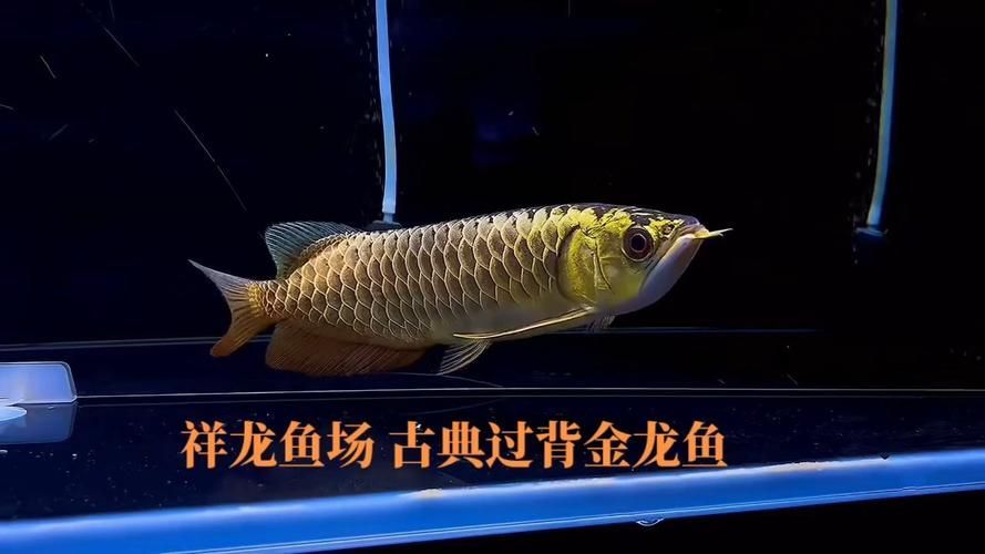 祥龍魚場與金龍魚有何合作？，祥龍魚場與金龍魚之間的關系