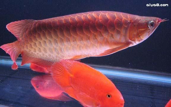 神龍魚有哪些品種？，水族箱中常見的“神龍魚”，曾標價15萬元，堪比小轎車 神龍魚有哪些品種？，水族箱中常見的“神龍魚”，曾標價15萬元，堪比小轎車 龍魚百科 第3張