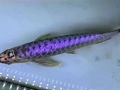 神龍魚有哪些品種？，水族箱中常見的“神龍魚”，曾標價15萬元，堪比小轎車 神龍魚有哪些品種？，水族箱中常見的“神龍魚”，曾標價15萬元，堪比小轎車 龍魚百科 第5張