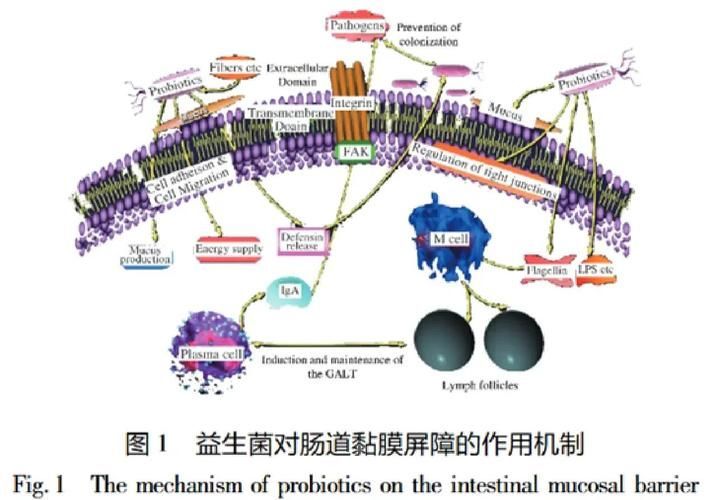 益生菌在腸炎預防中的作用，益生菌在腸炎預防中的作用機制 益生菌在腸炎預防中的作用，益生菌在腸炎預防中的作用機制 龍魚百科 第1張