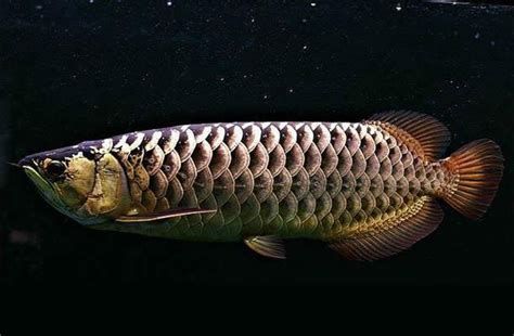 金龍魚哪個品種最具有觀賞價值？，金龍魚哪個品種最具觀賞價值？ 金龍魚哪個品種最具有觀賞價值？，金龍魚哪個品種最具觀賞價值？ 龍魚百科 第2張