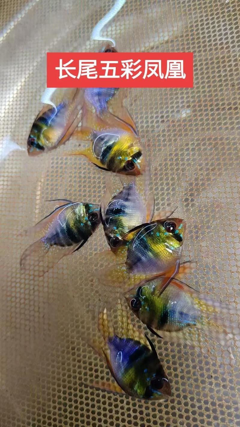 廣州哪里可以買到紅龍魚?,廣州哪里能買到紅龍魚? 龍魚百科 第6張 廣州哪里可以買到紅龍魚?,廣州哪里能買到紅龍魚? 廣州哪里可以買到紅龍魚?,廣州哪里能買到紅龍魚? 龍魚百科 第6張
