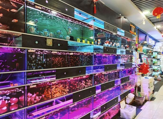 廣州哪里可以買到紅龍魚？，廣州哪里能買到紅龍魚？