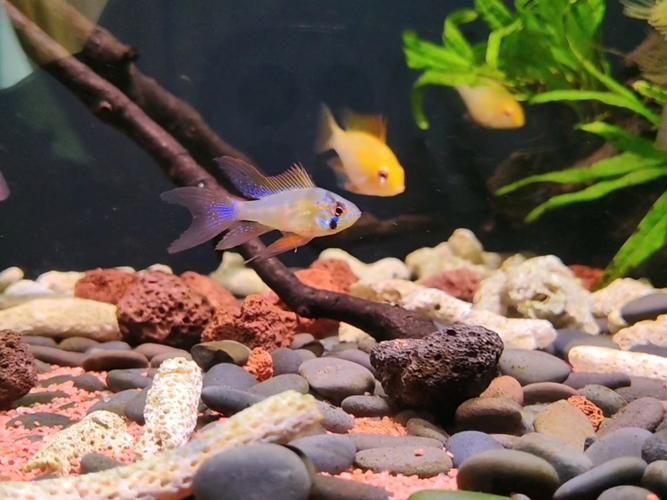 廣州哪里可以買到紅龍魚?,廣州哪里能買到紅龍魚? 龍魚百科 第4張 廣州哪里可以買到紅龍魚?,廣州哪里能買到紅龍魚? 廣州哪里可以買到紅龍魚?,廣州哪里能買到紅龍魚? 龍魚百科 第4張