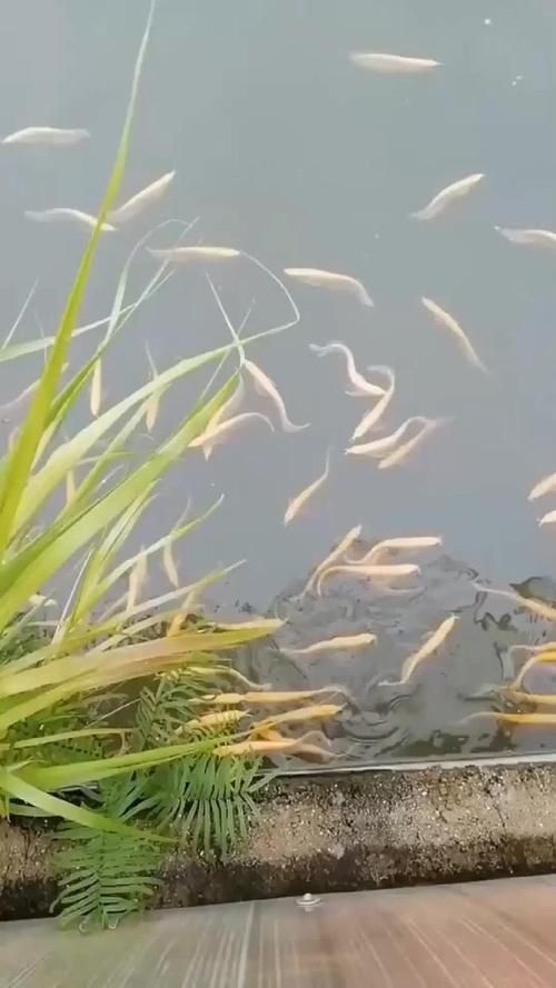 珠海龍魚產地的養殖技術如何?,珠海龍魚養殖技術 龍魚百科 第5張 珠海龍魚產地的養殖技術如何?,珠海龍魚養殖技術 珠海龍魚產地的養殖技術如何?,珠海龍魚養殖技術 龍魚百科 第5張