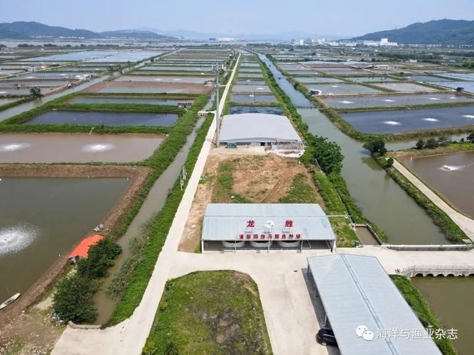 珠海龍魚產地的養殖技術如何?,珠海龍魚養殖技術 龍魚百科 第1張 珠海龍魚產地的養殖技術如何?,珠海龍魚養殖技術 珠海龍魚產地的養殖技術如何?,珠海龍魚養殖技術 龍魚百科 第1張
