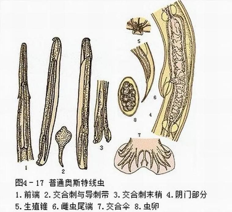 如何預防異尖線蟲感染,如何預防異尖線蟲感染(arxiv論文助手”預防異尖線蟲感染 龍魚百科 第3張 如何預防異尖線蟲感染,如何預防異尖線蟲感染(arxiv論文助手”預防異尖線蟲感染 如何預防異尖線蟲感染,如何預防異尖線蟲感染(arxiv論文助手”預防異尖線蟲感染 龍魚百科 第3張