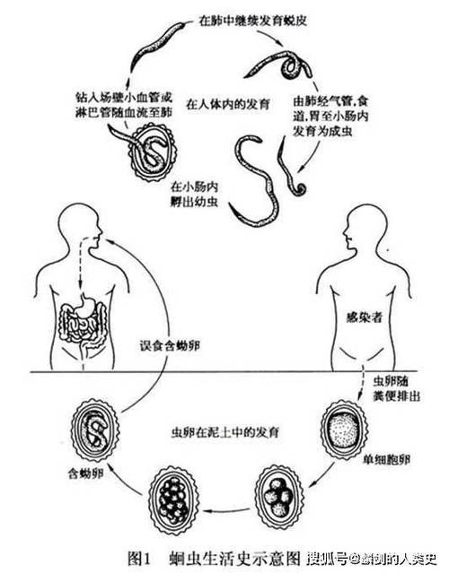 如何預防異尖線蟲感染,如何預防異尖線蟲感染(arxiv論文助手”預防異尖線蟲感染 龍魚百科 第1張 如何預防異尖線蟲感染,如何預防異尖線蟲感染(arxiv論文助手”預防異尖線蟲感染 如何預防異尖線蟲感染,如何預防異尖線蟲感染(arxiv論文助手”預防異尖線蟲感染 龍魚百科 第1張