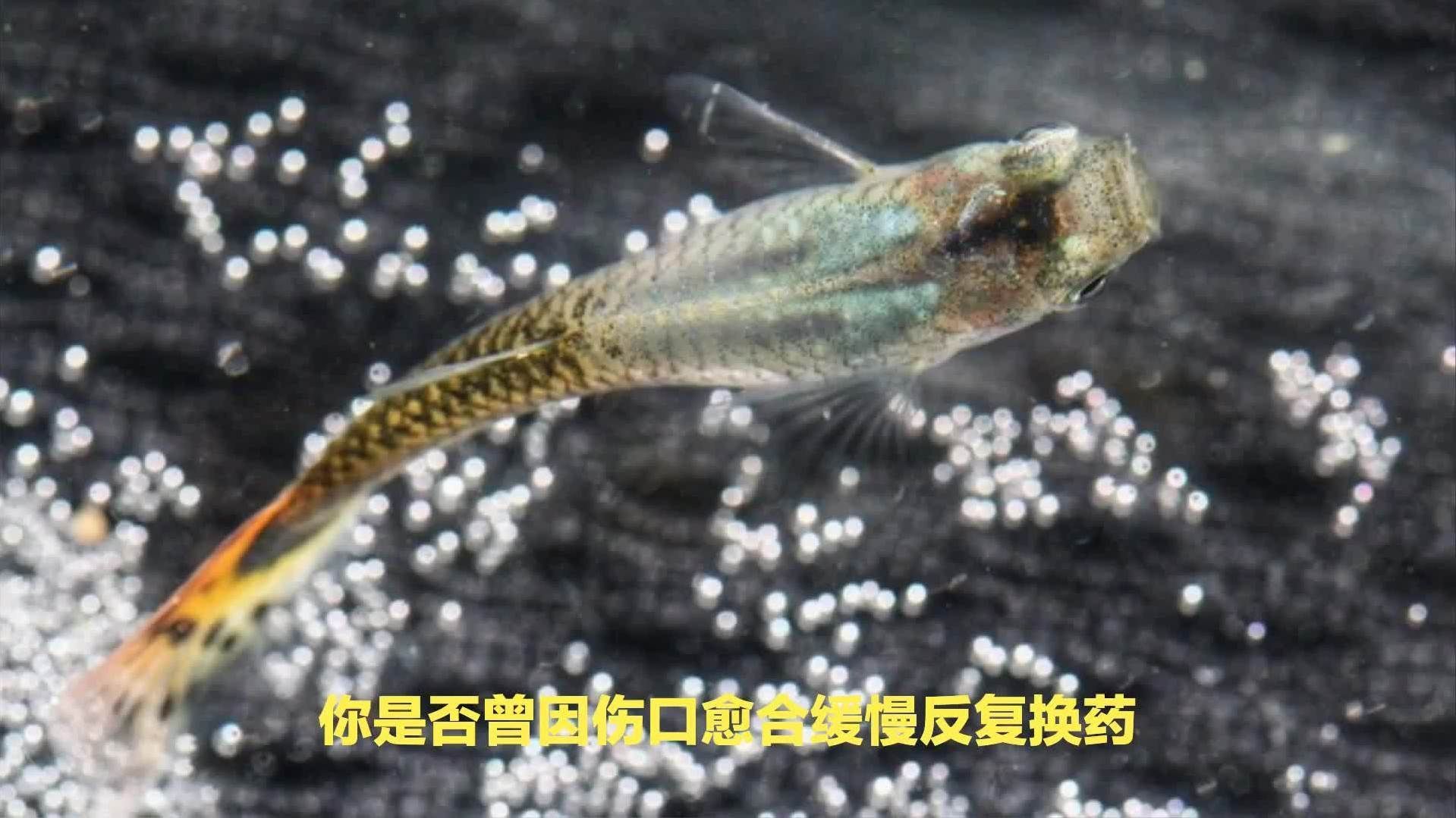還有哪些魚類具有強大自愈能力，哪些魚類具有強大的自愈能力 還有哪些魚類具有強大自愈能力，哪些魚類具有強大的自愈能力 龍魚百科 第2張
