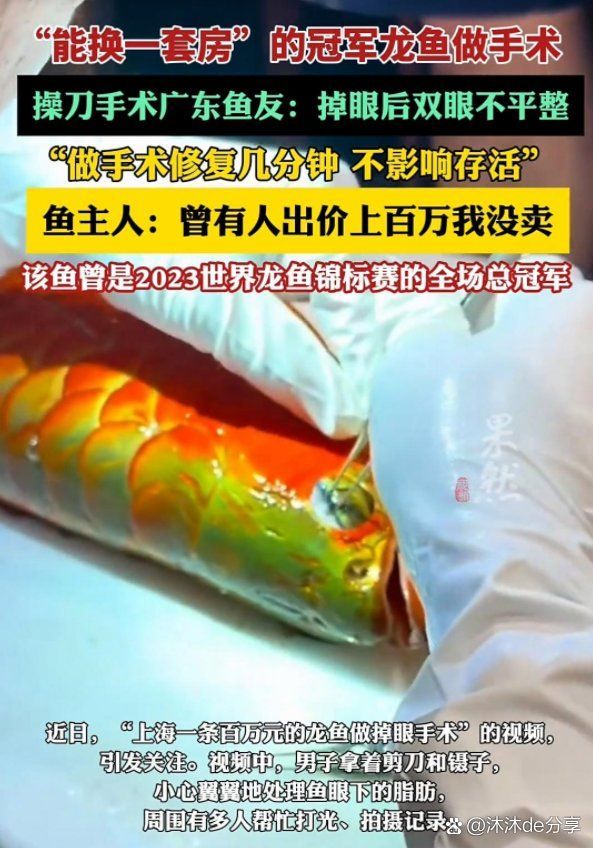 龍魚大賽中體型過(guò)大會(huì)有哪些影響？，龍魚大賽中體型過(guò)大會(huì)產(chǎn)生多方面影響 龍魚大賽中體型過(guò)大會(huì)有哪些影響？，龍魚大賽中體型過(guò)大會(huì)產(chǎn)生多方面影響 龍魚百科 第9張