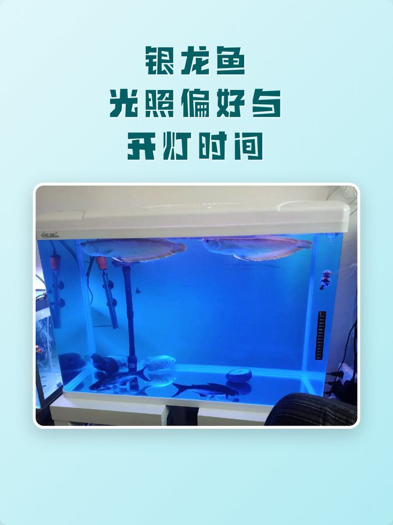 龍魚燈關燈后多久開燈？，龍魚燈關燈后多久開燈最好龍魚燈關燈后多久開燈最好 龍魚燈關燈后多久開燈？，龍魚燈關燈后多久開燈最好龍魚燈關燈后多久開燈最好 龍魚百科 第2張