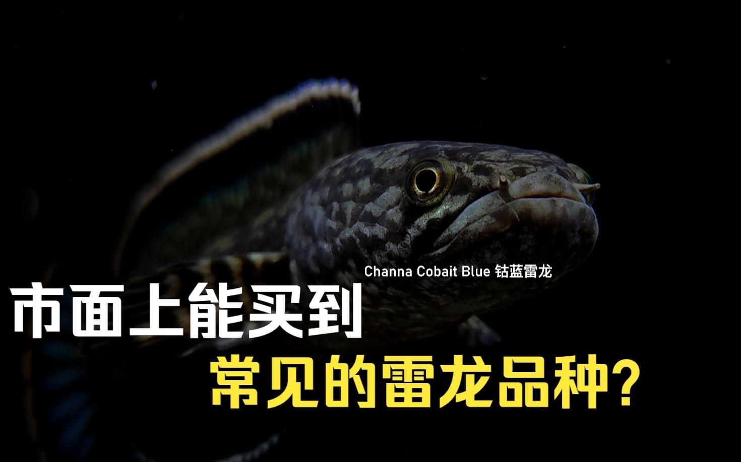 給我推薦一些雷龍魚的品種，中型雷龍魚嗶哩嗶哩嗶哩嗶哩嗶哩嗶哩嗶哩嗶哩 給我推薦一些雷龍魚的品種，中型雷龍魚嗶哩嗶哩嗶哩嗶哩嗶哩嗶哩嗶哩嗶哩 龍魚百科 第4張