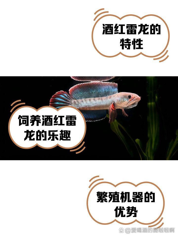 給我推薦一些雷龍魚的品種，中型雷龍魚嗶哩嗶哩嗶哩嗶哩嗶哩嗶哩嗶哩嗶哩 給我推薦一些雷龍魚的品種，中型雷龍魚嗶哩嗶哩嗶哩嗶哩嗶哩嗶哩嗶哩嗶哩 龍魚百科 第2張