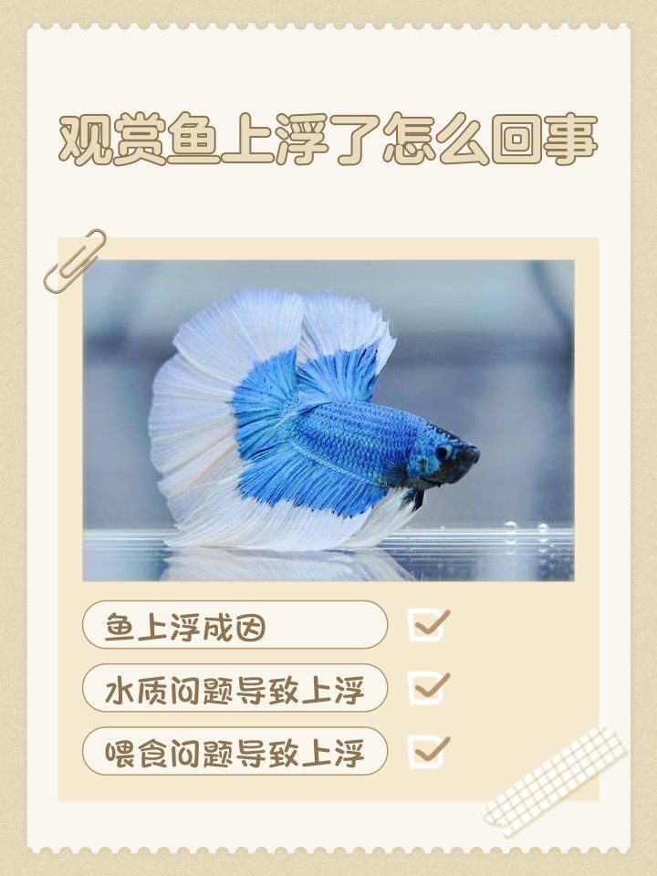 如何預(yù)防神仙魚再次上浮，如何預(yù)防神仙魚上浮 如何預(yù)防神仙魚再次上浮，如何預(yù)防神仙魚上浮 龍魚百科 第2張