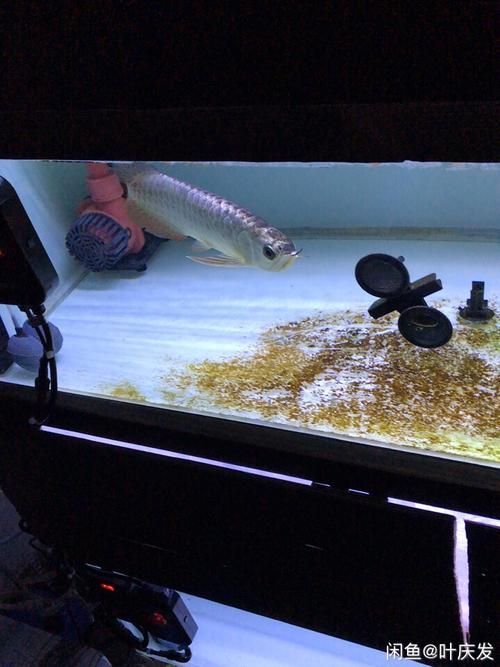 能提供幾張金頭過背的炮頭和普通過背的圖片嗎，如何區分金頭過背和普通過背 能提供幾張金頭過背的炮頭和普通過背的圖片嗎，如何區分金頭過背和普通過背 龍魚百科 第14張