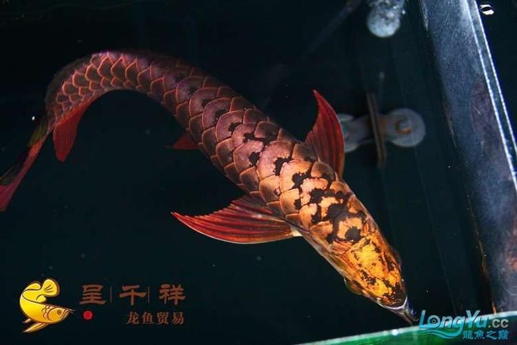 能提供幾張金頭過背的炮頭和普通過背的圖片嗎，如何區分金頭過背和普通過背 能提供幾張金頭過背的炮頭和普通過背的圖片嗎，如何區分金頭過背和普通過背 龍魚百科 第20張