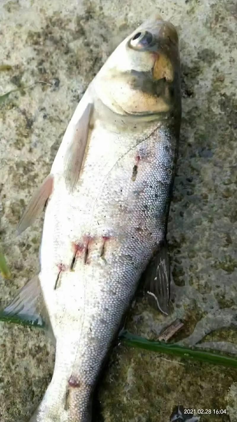 如何判斷龍魚是否感染體外寄生蟲？，如何判斷龍魚是否感染體外寄生蟲 如何判斷龍魚是否感染體外寄生蟲？，如何判斷龍魚是否感染體外寄生蟲 龍魚百科 第4張