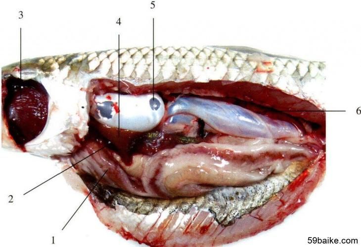 如何預防魚體滲血的發生，如何預防魚體滲血的發生思考完成氨氮、亞硝酸鹽超標 如何預防魚體滲血的發生，如何預防魚體滲血的發生思考完成氨氮、亞硝酸鹽超標 龍魚百科 第5張