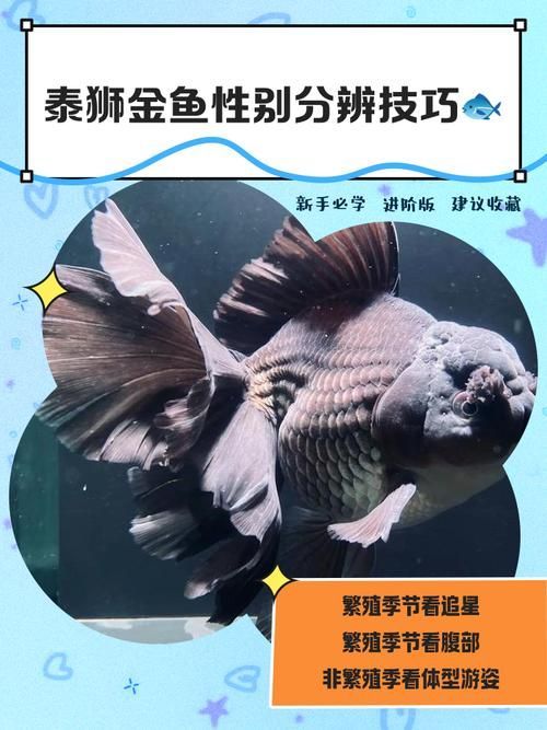 如何判斷金魚是否健康,如何判斷金魚的健康狀況 龍魚百科 第11張 如何判斷金魚是否健康,如何判斷金魚的健康狀況 如何判斷金魚是否健康,如何判斷金魚的健康狀況 龍魚百科 第11張