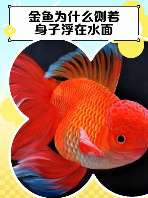 如何判斷金魚是否健康,如何判斷金魚的健康狀況 龍魚百科 第8張 如何判斷金魚是否健康,如何判斷金魚的健康狀況 如何判斷金魚是否健康,如何判斷金魚的健康狀況 龍魚百科 第8張